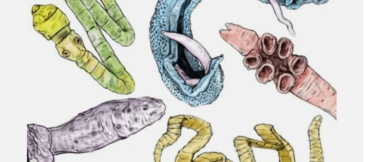 Parasiten des menschlichen Körpers