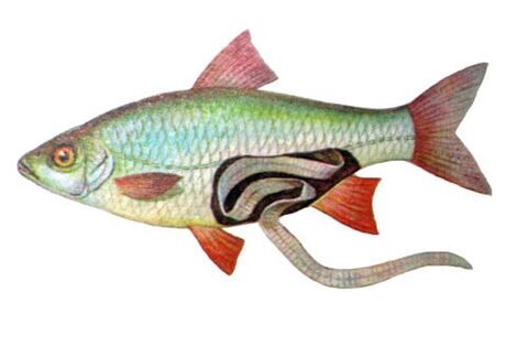 Fisch als Ursache für die Infektion des Menschen mit Parasiten