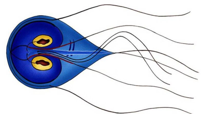 Giardia, ein Parasit im menschlichen Dünndarm