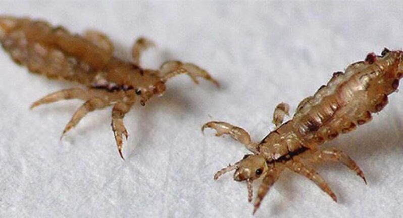 Kopfläuse sind Ektoparasiten, die Kopfläuse verursachen.